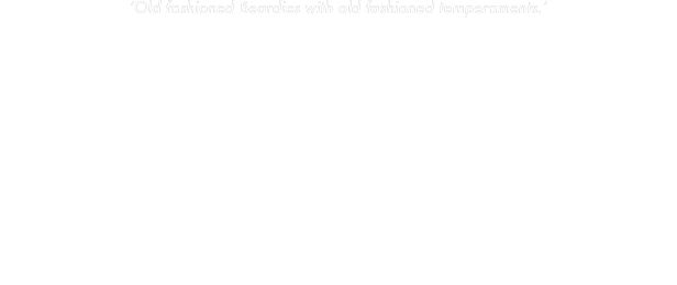 ‘Old fashioned Beardies with old fashioned temperaments.’

It all began at Pershore in 1961 when the fruit lecturer's wife brought two shaggy dogs with her to a practical out in the orchards. She was Betty Foster and they were Bearded Collies, a very little known breed at that time, and Nicolas was instantly captivated.
In 1964, having just left Pershore, he bought a bitch pup from Betty, and Bredon Whisper became the foundation of his breeding line. A dog, Bredon Quarry, joined her in 1967, and in 1968 the first Sallen litter was born.
Some years after the move to Scotland in 1969, Nicolas began judging the breed, eventually awarding cc's for the first time in 1985. Nell also judged, but only at Limited and Open shows; nowadays she feels that the breed has changed too greatly for her to judge.
Sallen Beardies have always been first and foremost our companions. Showing was fun until the breed began to be changed, Breeders developing longer and denser coats and larger and heavier animals. Sallen Beardies remain faithful to the type they started as, shaggy workmanlike dogs with weatherproof coats which are easily managed and happy but sensible temperaments.